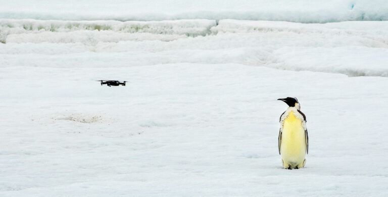 Drones used to monitor penguins in Antarctica