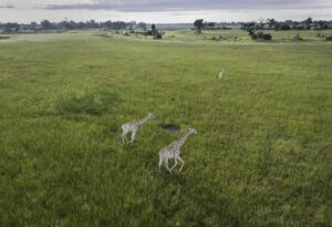 Drones and wildlife conservation efforts